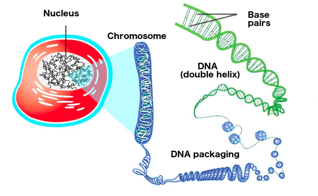 double helix