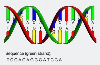 double helix