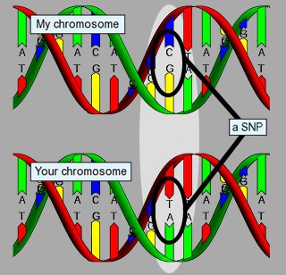 two chromos with SNP