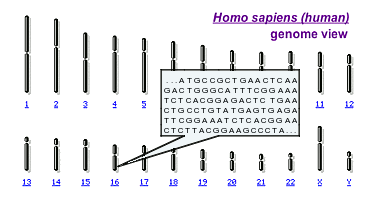 genome view