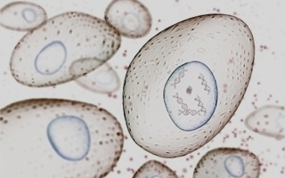 Cells with nucleii
